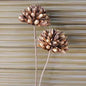 TheHearth&Haven™ Dried Magnolia Flower